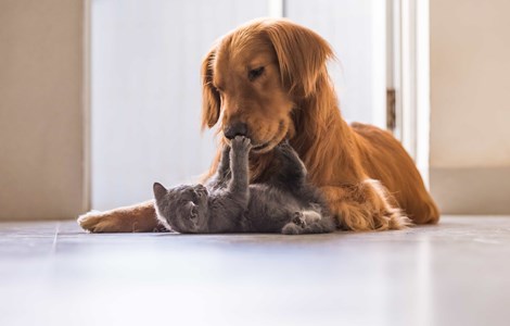 Cute grey kitten laying on back playing with happy brown golden retriever puppy
