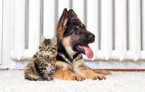 Cute German shepherd puppy sat with fluffy kitten in front of radiator