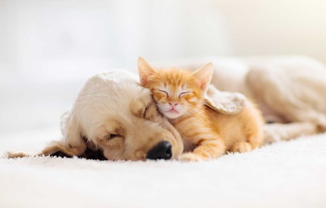 Cute ginger Kitten and Labrador Puppy sleeping and cuddling together