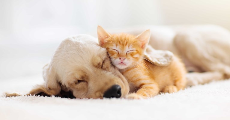 Cute ginger Kitten and Labrador Puppy sleeping and cuddling together