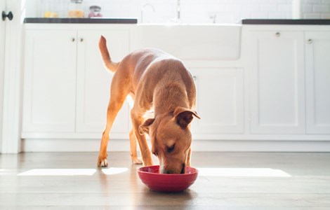 dog eating out of a red bowl