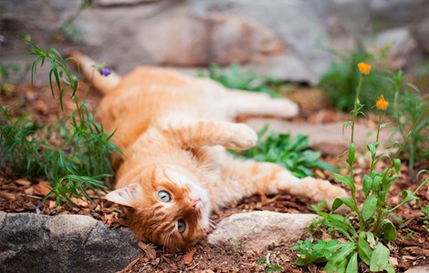 ginger cat lying down outside with flowers