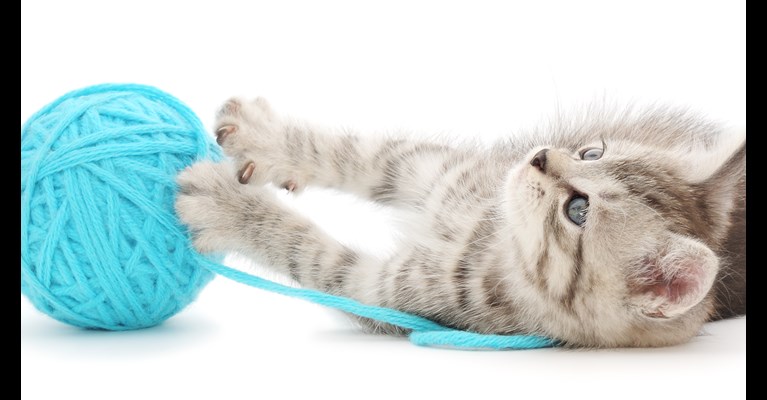 Kitten playing with a ball of yarn