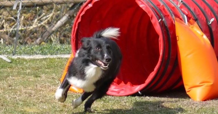 Dog running an obstacle course