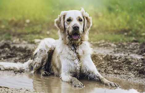 dog playing in mud
