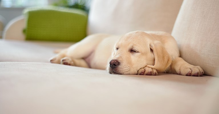 Puppy asleep on blanket on sofa at home