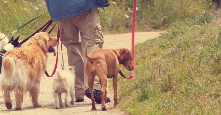 A man walking three dogs