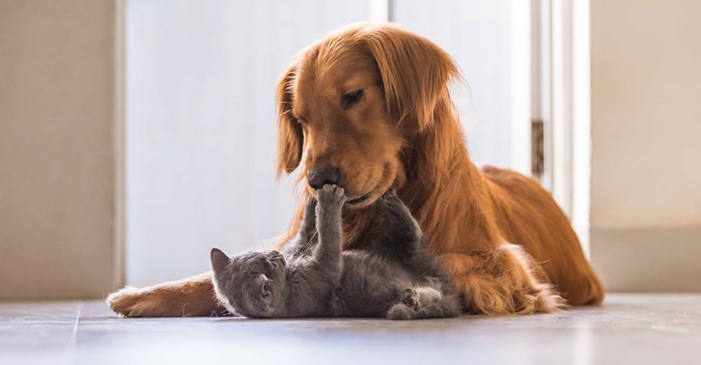 Cute grey kitten laying on back playing with happy brown golden retriever puppy