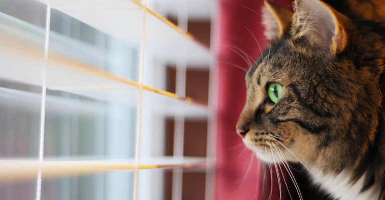 cat looking out a window