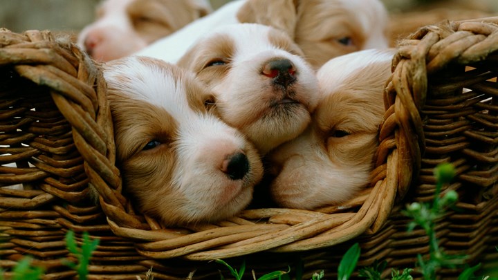 a basket of puppies