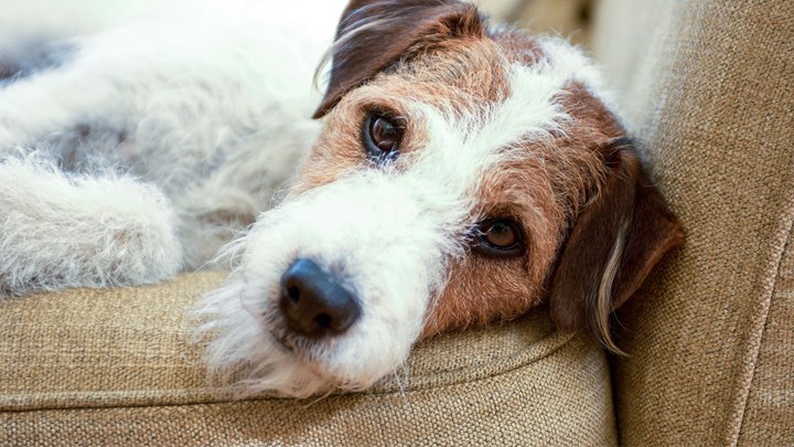 a dog on a sofa