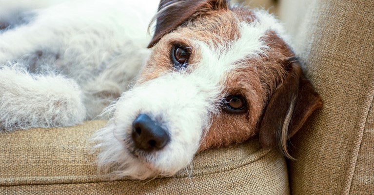 a dog on a sofa