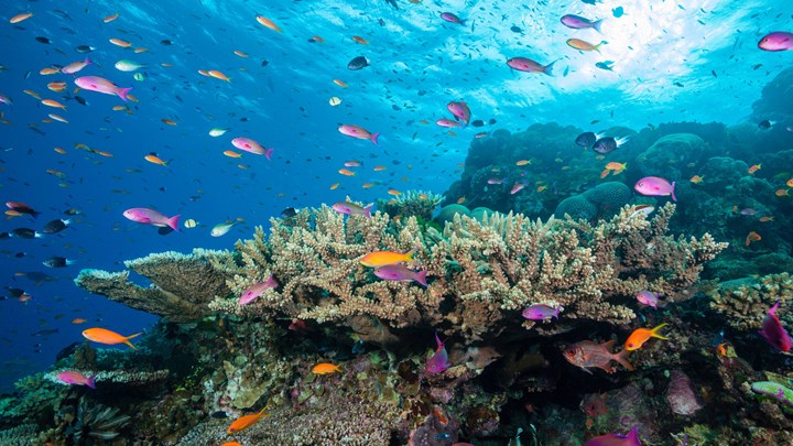 underwater, coral with fish, great barrier reef