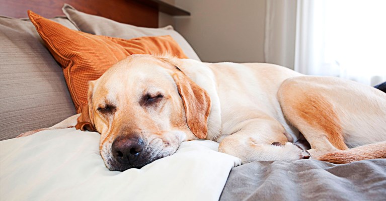 sleeping dog on a bed