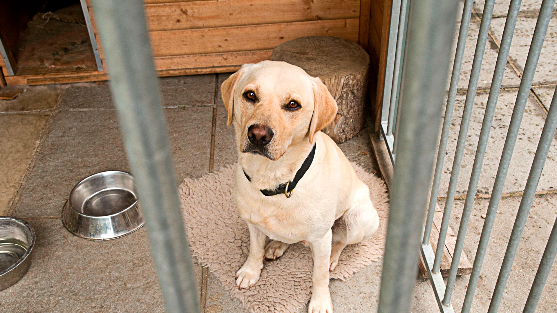 Give dog clearance milk for constipation