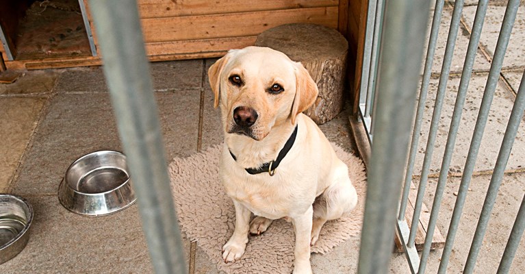 dog in a kennel