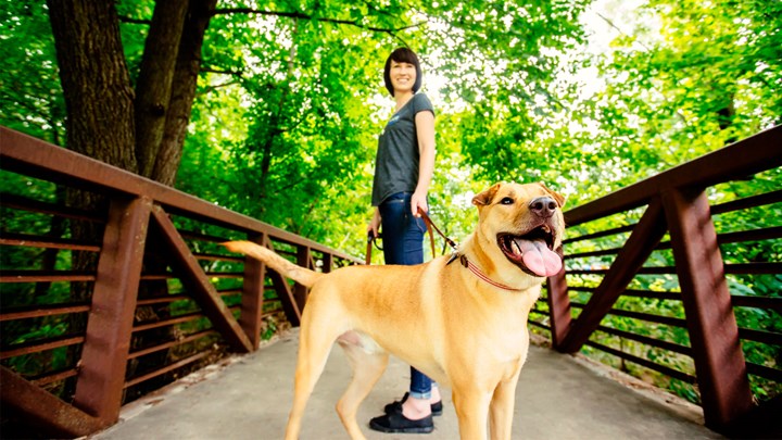 dog sitter, walking dog