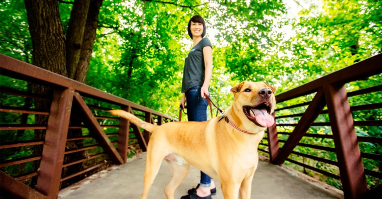 dog sitter, walking dog