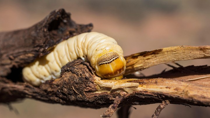 witchetty grub, australia