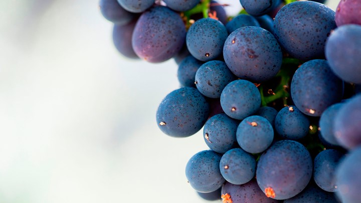 bunch of purple grapes