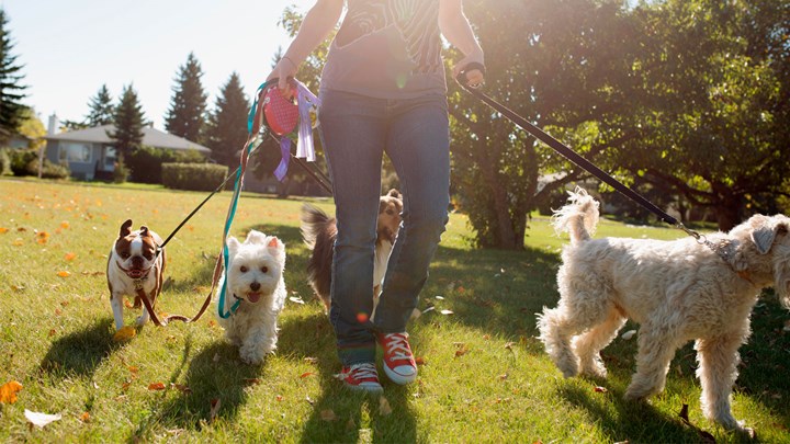 woman walking four dogs