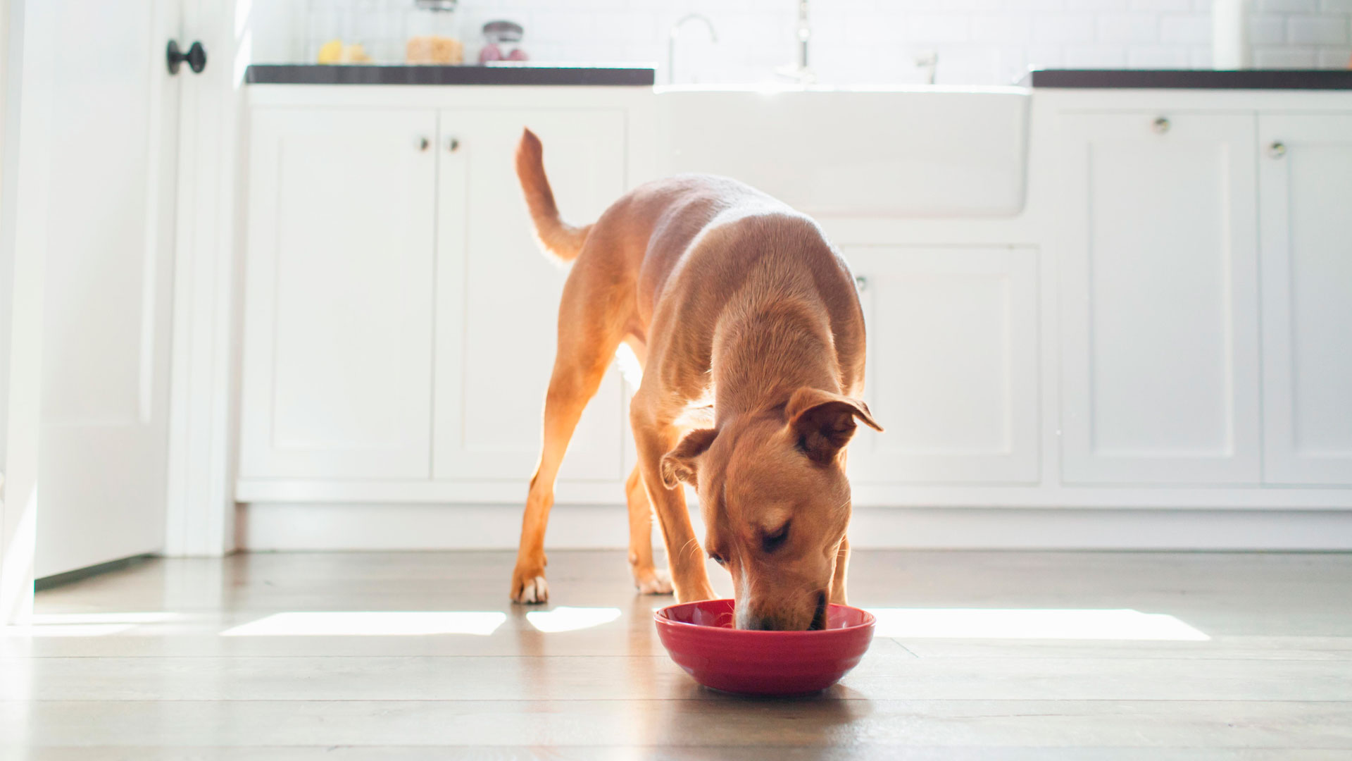 Asda dog 2024 flea treatment