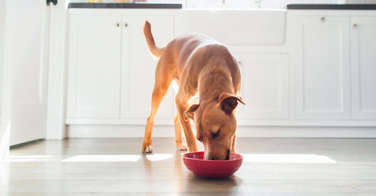 dog eating out of a red bowl