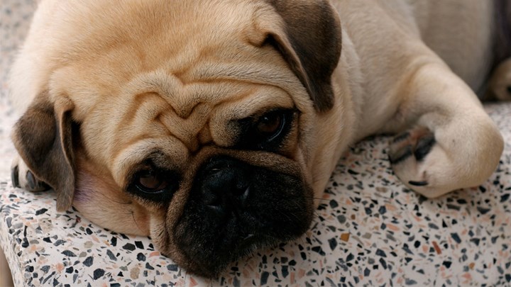 overweight pug
