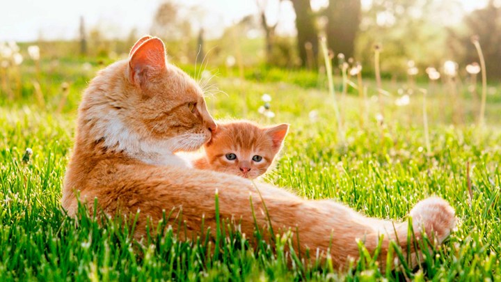 ginger cat with kitten, outside