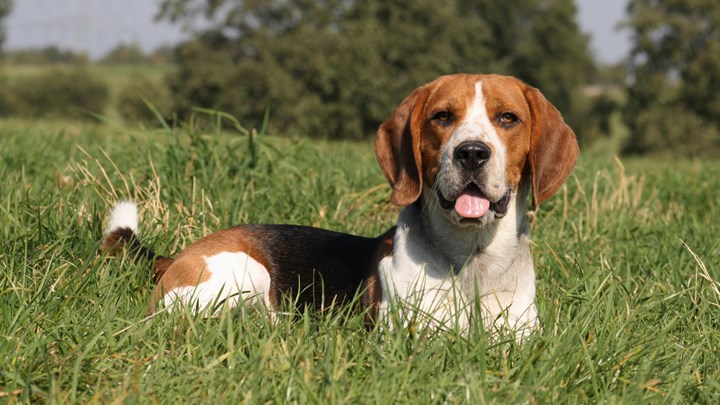 beagle sitting in grass