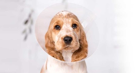 Pet Insurance Asda Money