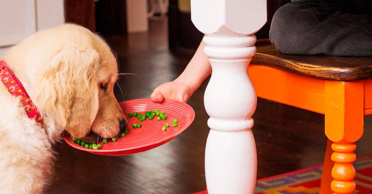 dog eating peas off a plate
