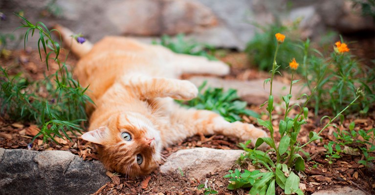 ginger cat lying down outside with flowers