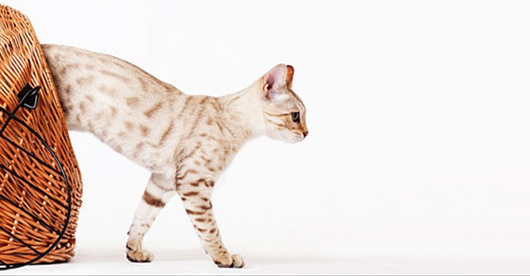 Cat walking out of a basket