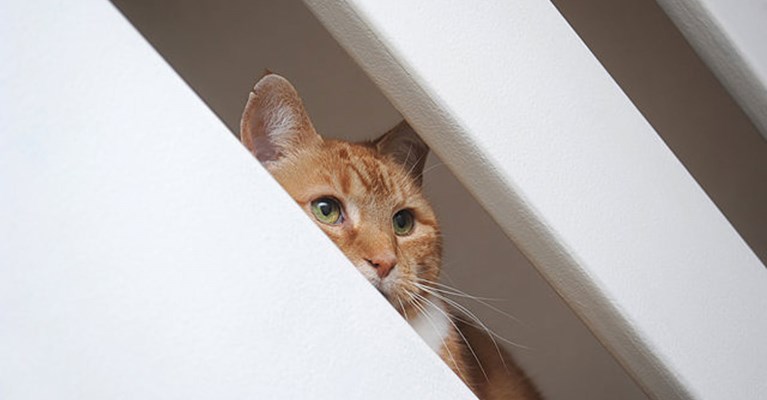 cat sitting on the stairs