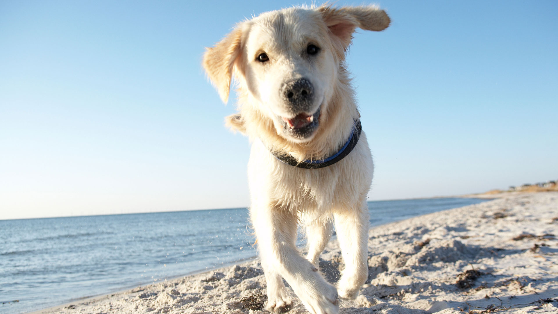 does shaving a dog make it cooler