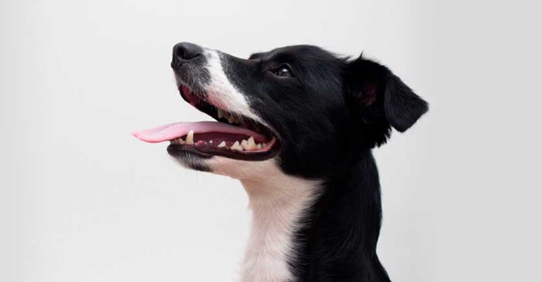 A dog on a white background