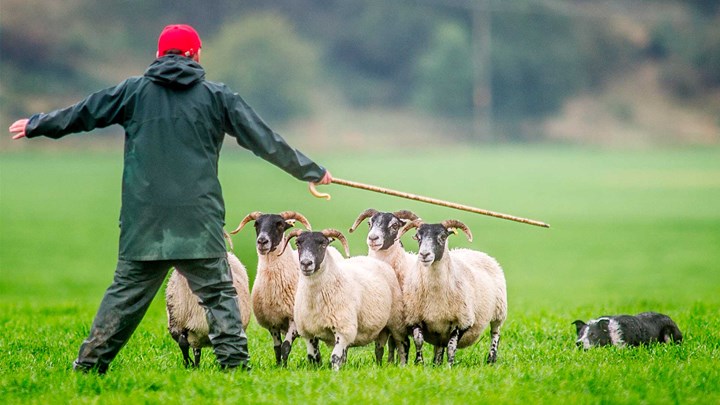 Shepherd herding sheep