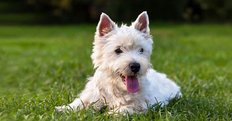 A puppy sitting on grass