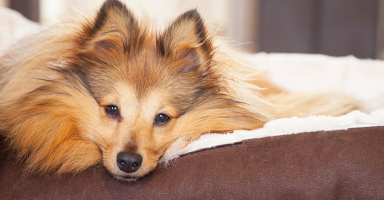 fluffy dog in a fluffy dog bed
