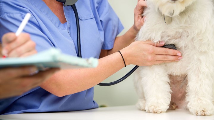vet with a stethoscope checking a dog heart