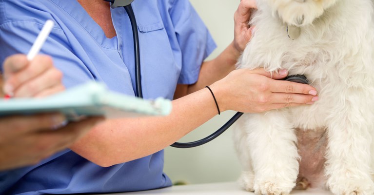 vet with a stethoscope checking a dog heart