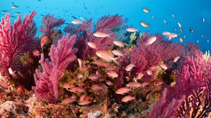 snorkelling in medes coral reef