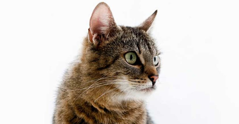 A cat on a white background