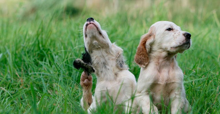 two spaniel puppies with fleas
