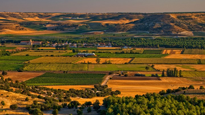 vineyard castilla