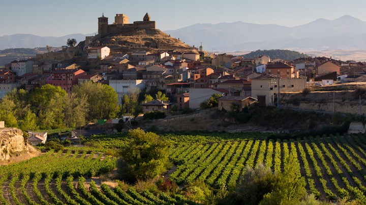 vineyard la rioja