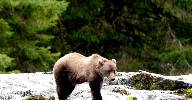 A bear by a stream