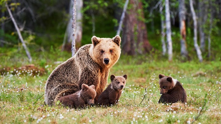 bear with bear cubs in the woods