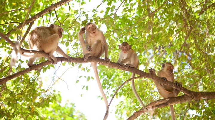 group of rhesus macaque monkeys on a branch